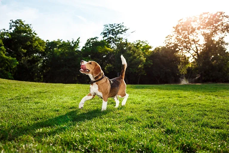 Beagle playing on grass in the sunshine