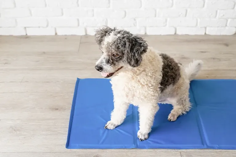Small curly-coated dog standing on a blue cooling mat