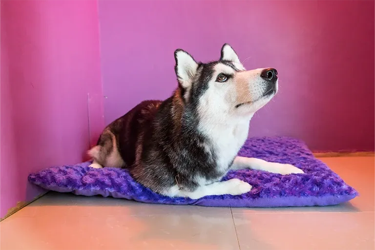 Husky resting calmly on a soft mat