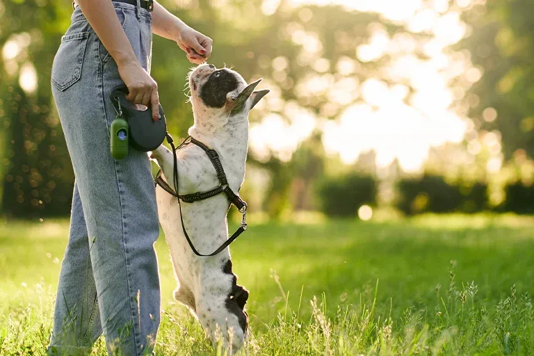 Dog on a leash jumping up at its owner in a park