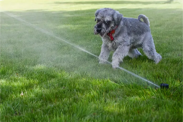 Dog walking across a lawn