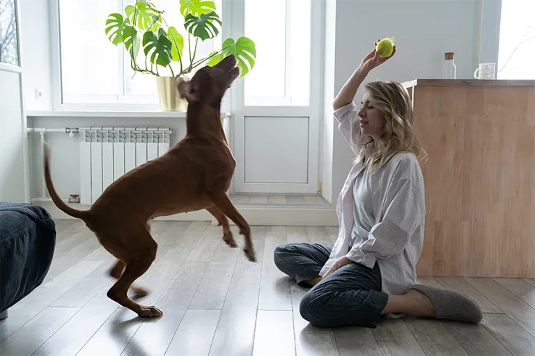 Brown dog jumping up toward a ball held by its owner in a bright living room