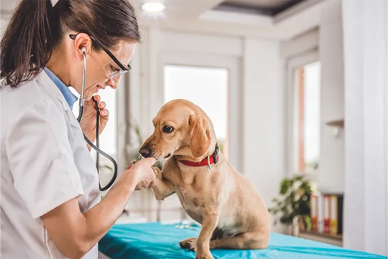 Vet examining a Dachshund’s paw on an exam table