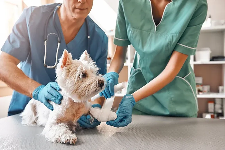 Vets examining a small white dog’s paw