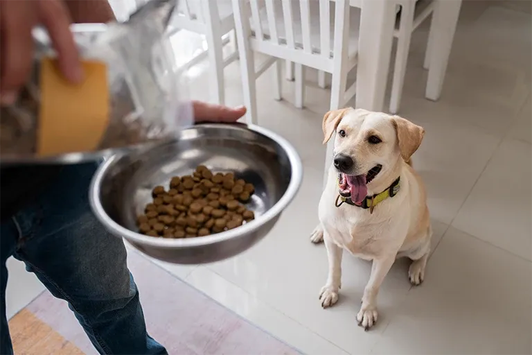 Labrador waiting for a stainless steel bowl of food