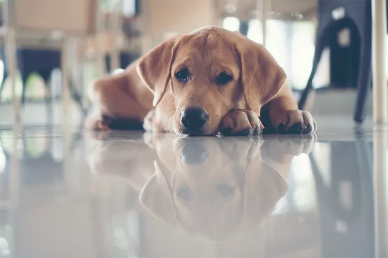 Sad-looking puppy lying on the floor