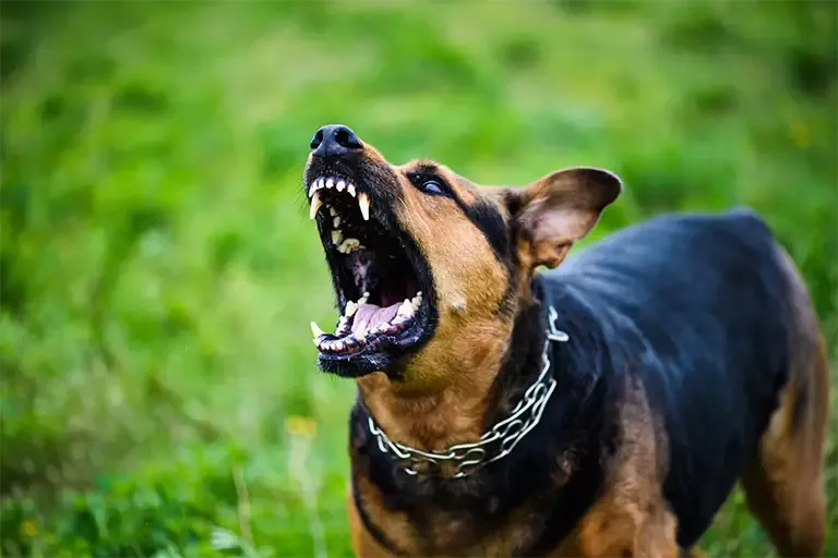 Dog barking aggressively