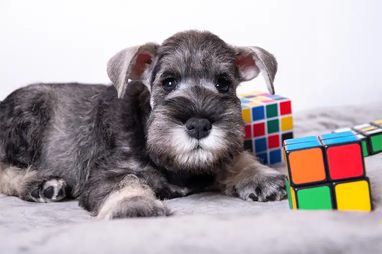Dog exercising interactive toys for mental stimulation