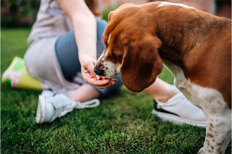 Dog training positive reinforcement