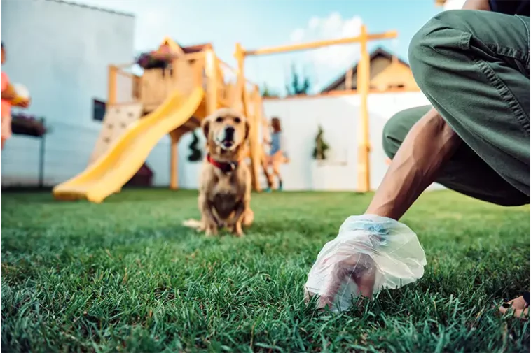 how to potty train your dog