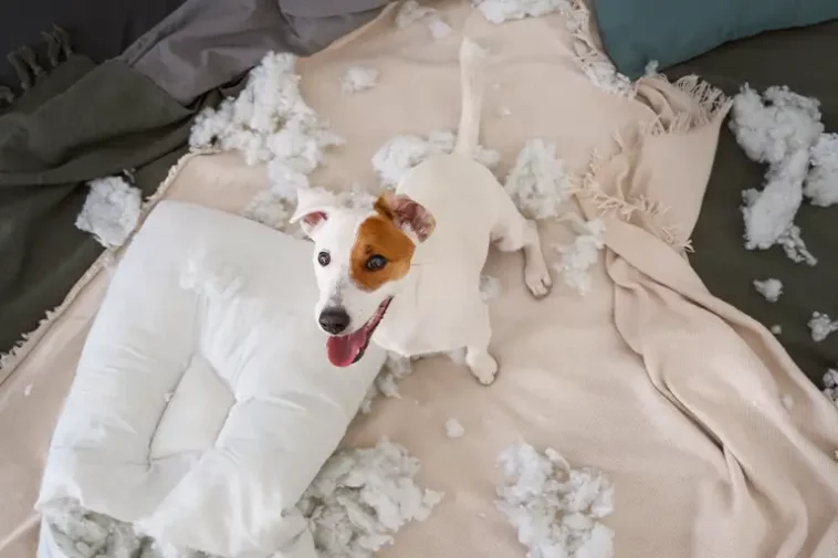 how to stop dog from chewing pillow