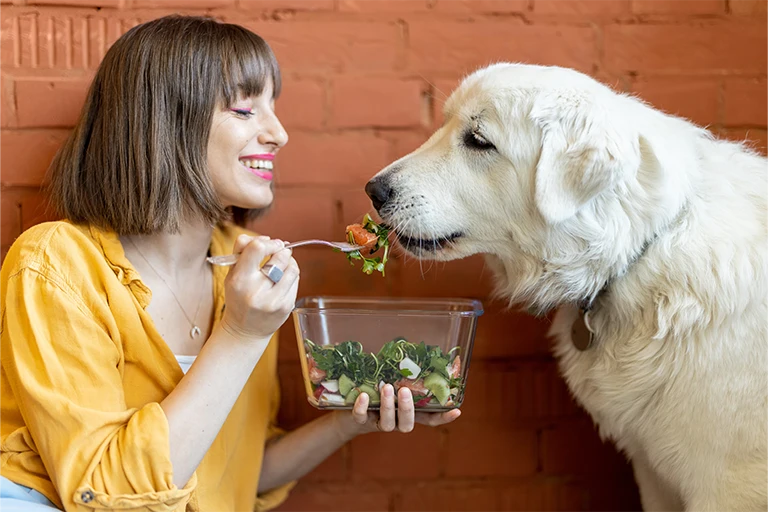 dog salad