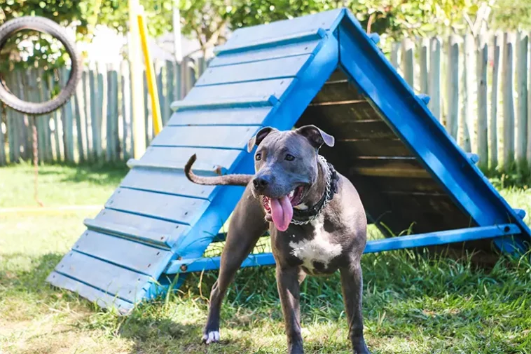Dog Shelter