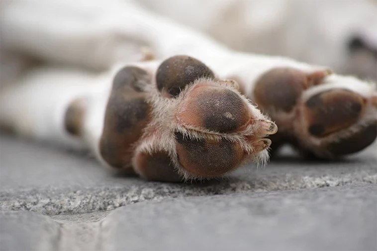 dog paw dry skin