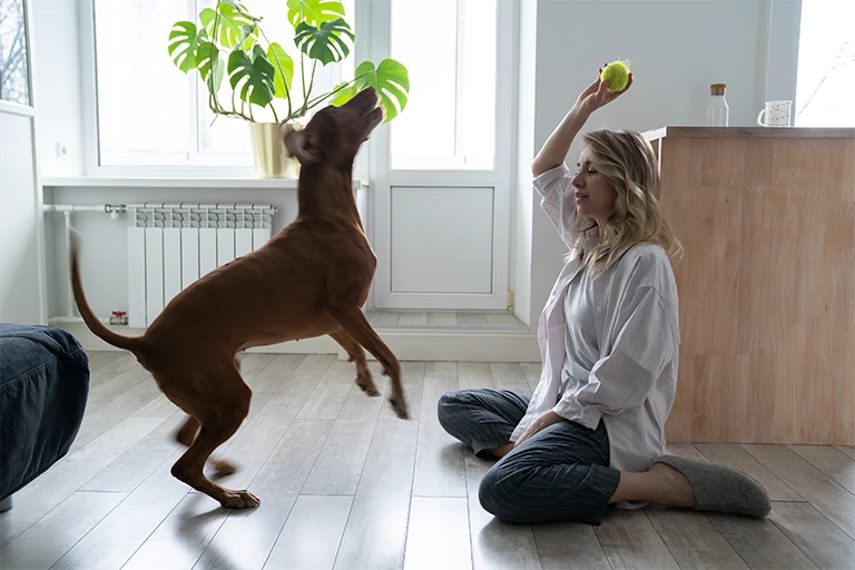 playing dog