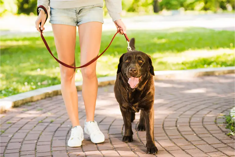 dog walking