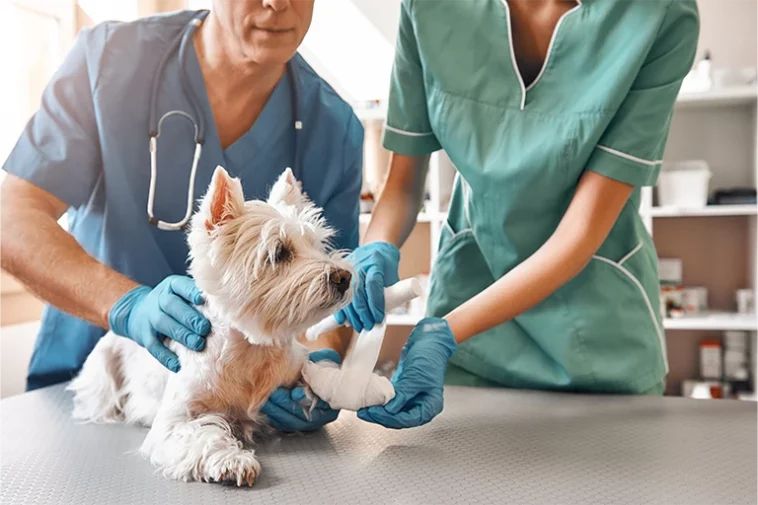 dog health