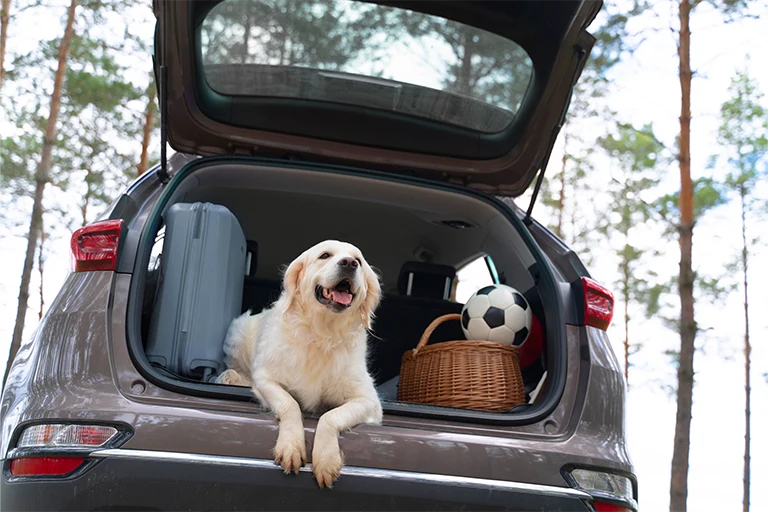Cute dog laying in trunk