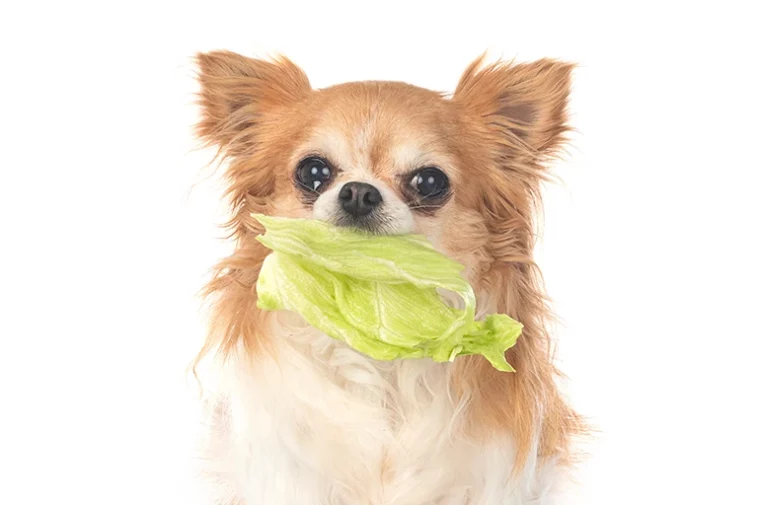dog lettuce