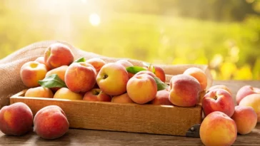 Can Dogs Eat Peach