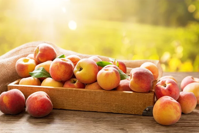 Can Dogs Eat Peach