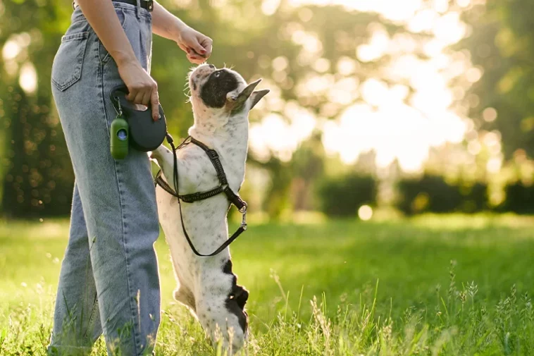 Dog Leash Training