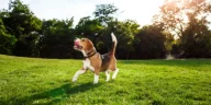 Beagle