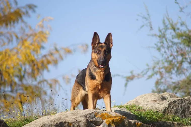 German Shepherd