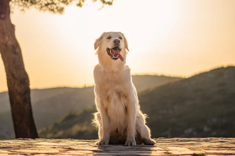 Golden Retriever