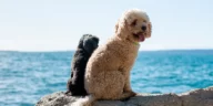 Poodle