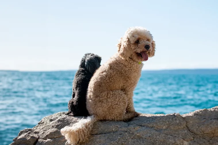 Poodle