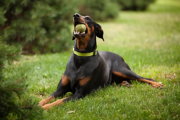 Rottweiler